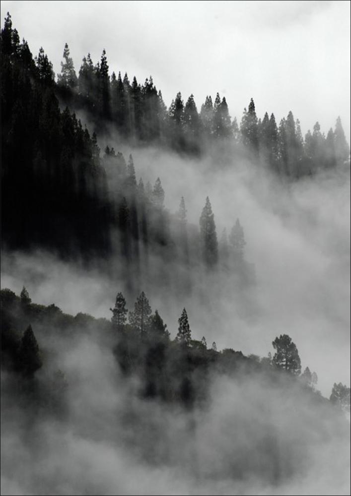 Estancia Foggy Forest Black & White II - 50x70 cm